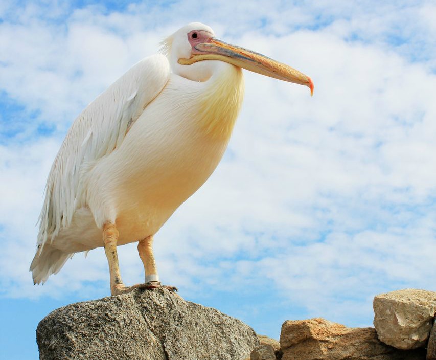 Petros the Pelican standing on a rock