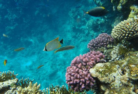 5 things to do in Sharm El Sheikh